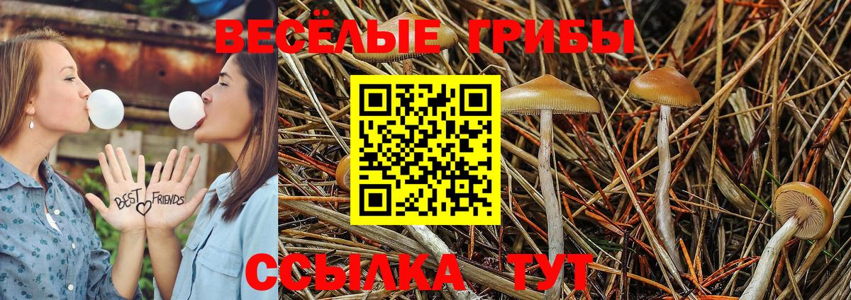 Псилоцибиновые грибы Cubensis Большой Камень